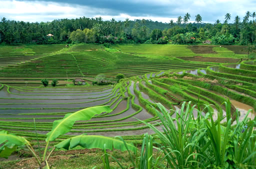 sawah_reisfeld_1.jpg